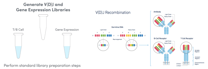 10x单细胞免疫组库V(D)J测序-服务内容-阅微基因