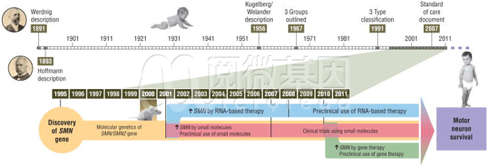 SMA研究进展时间线-阅微基因