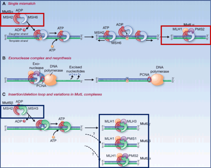MSH3对MSH6蛋白的功能补偿_阅微基因