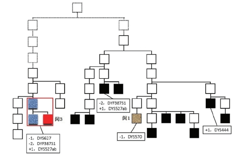 闵姓家系Y-STR分型突变图_家系排查中如何运用好RM Y-STR?_阅微基因